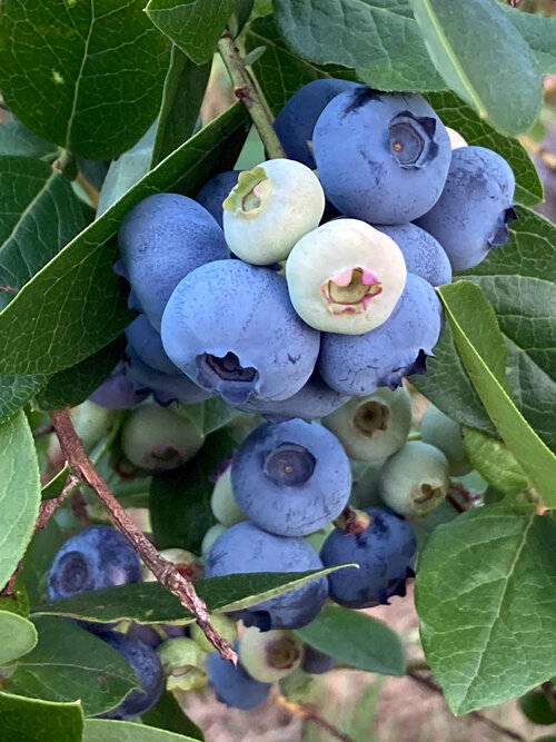 Reife Heidelbeeren am Strauch