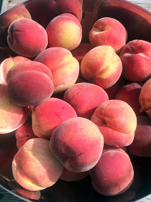Pfirsiche frisch geerntet
