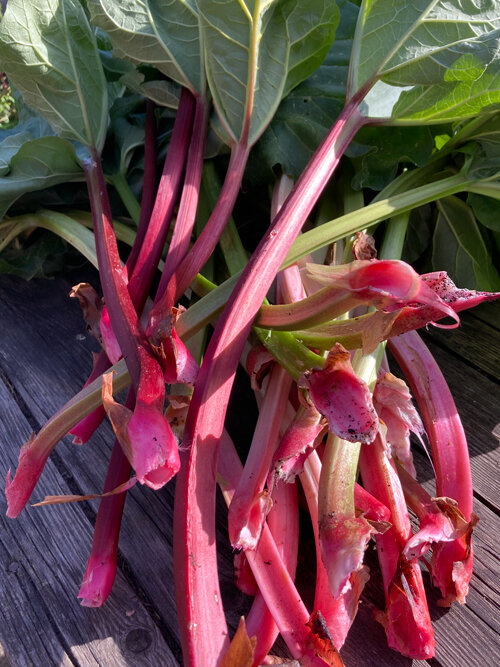 Frisch geerntete rote Rhabarberstangen
