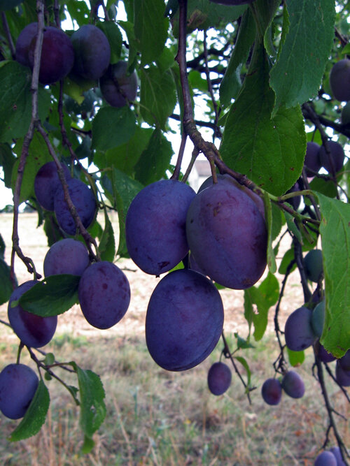 Reife Pflaumen am Baum