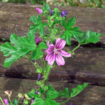 Weg-Malve (Malva neglecta)