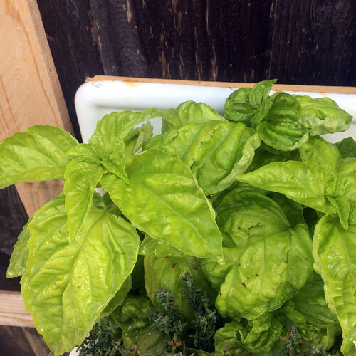 Neapolitanisches Basilikum