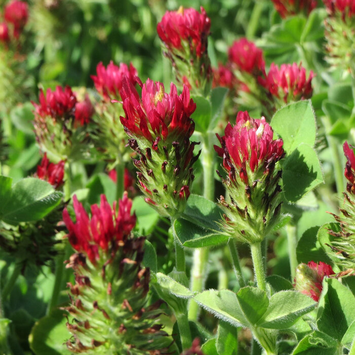 Wiese mit Inkarnatklee