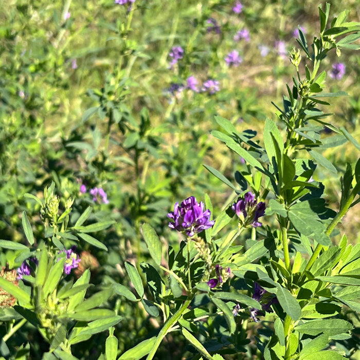 Winterwicken mit Blueten