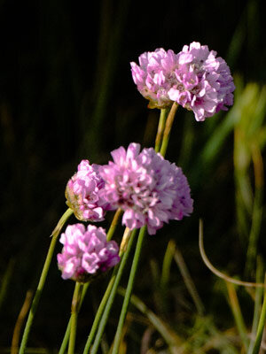 Strand-Grasnelke (Armeria maritima) 