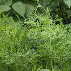 Dill im Garten