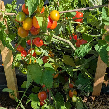 Cocktailtomate 'Principe Borghese'