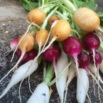 Bunte Radieschen aus dem Garten