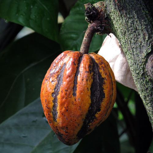 Kakaofrucht