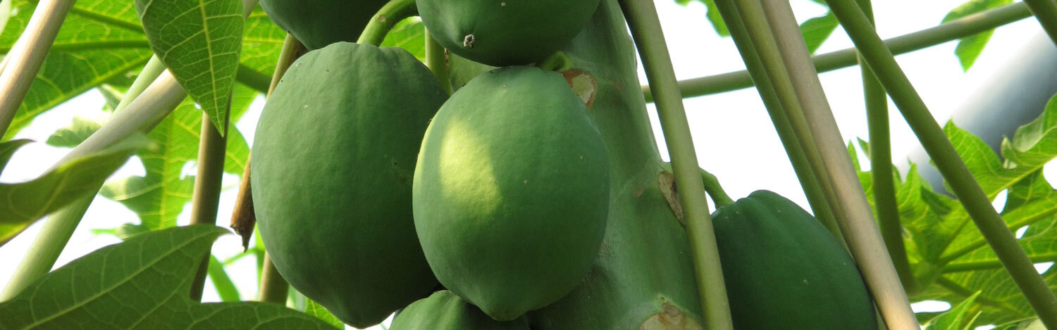 Papayas reifen im Gewaechshaus