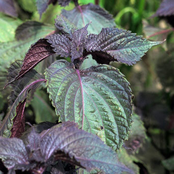 Roter Shiso (Perilla frutescens) 
