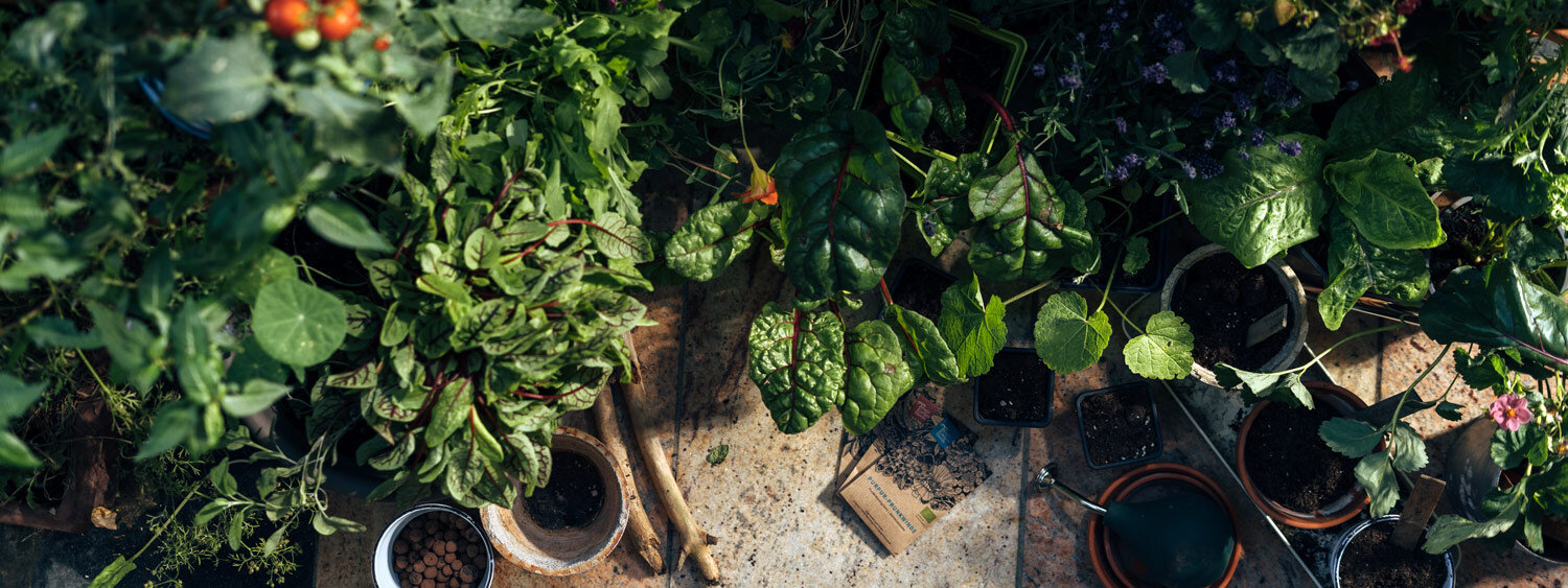 Urbane Wildnis am Balkon - ein grüner Dschungel in Töpfen