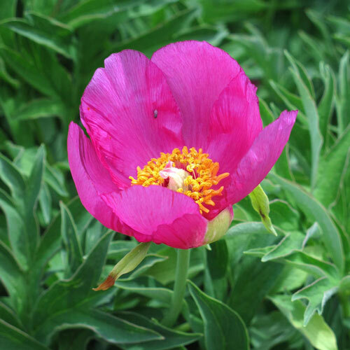 Gemeine Pfingstrose (Paeonia officinalis ssp. banatica)