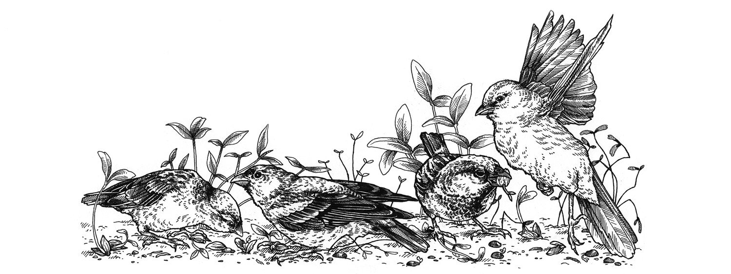 Illustration von Voegeln, die die frische Aussaat fressen