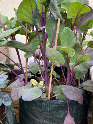 Pflanztaschen fuer grosse Kuebelpflanzen