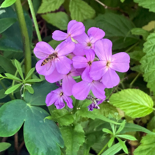 Gewöhnliche Nachtviole (Hesperis matronalis) 