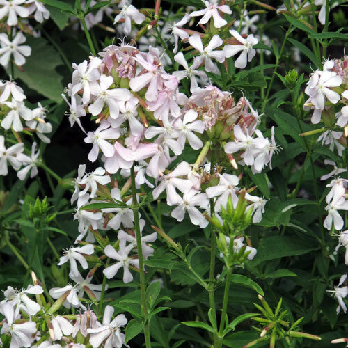 Echtes Seifenkraut (Saponaria officinalis)