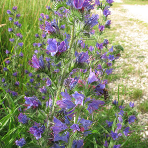 Gewöhnlicher Natternkopf (Echium vulgare)