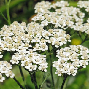 Schafgarbe (Achillea millefolium)