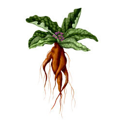Illustration einer Alraune