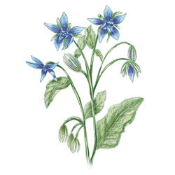 eine Illustration von Borretsch