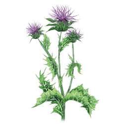 Illustration einer Mariendistel