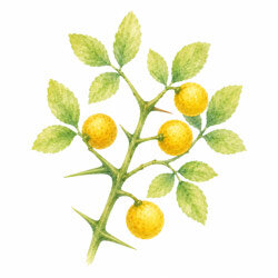 Illustration einer Bitterorange