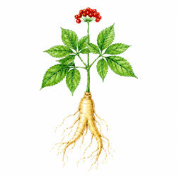 eine Illustration von Ginseng