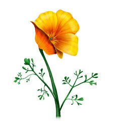 Illustration von Kalifornischem Goldmohn