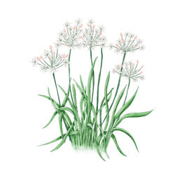 Illustration von Schnittknoblauch