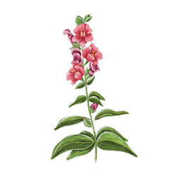 Illustration von Loewenmaeulchen