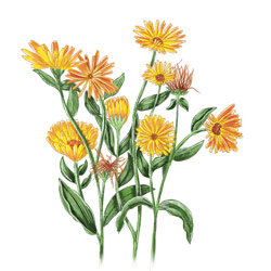 Illustration von Ringelblumen