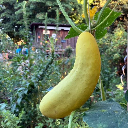 Gelbe Gurke 'Gele Tros'