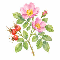 Illustration von Wildrosen