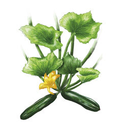 Zeichnung von einer Zucchinipflanze