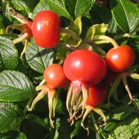 Kartoffel-Rose (Rosa rugosa) Samen