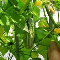 Einlege-Gurke Vorgebirgstrauben (Cucumis sativus) Bio Saatgut