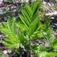 Schwarzer Holunder (Sambucus nigra) Samen