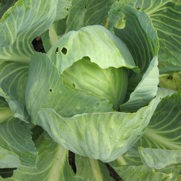 Weisskohl Wädenswiler‘ (Brassica oleracea) Bio Saatgut