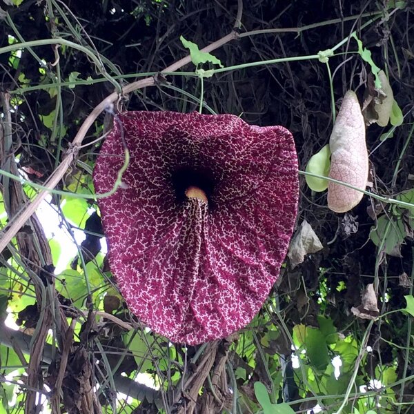 Gespensterpflanze (Aristolochia littoralis) Samen