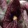 Gespensterpflanze (Aristolochia littoralis) Samen