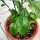 Makrut-Limette (Citrus hystrix) Samen