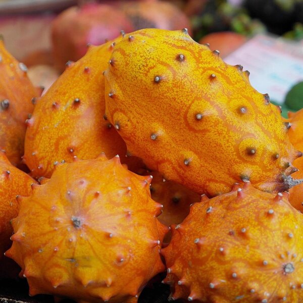 Kiwano (Cucumis metuliferus) Samen