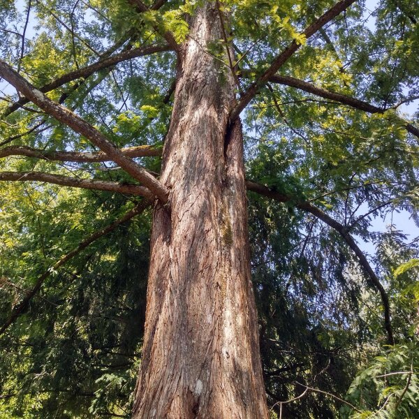 Riesenmammutbaum (Sequoiadendron giganteum) Samen