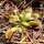 Venusfliegenfalle (Dionaea muscipula) Samen