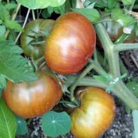 Tomate Tschernij Prinz (Solanum lycopersicum) Bio Saatgut