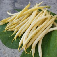 Gelbe Buschbohne Dior (Phaseolus vulgaris) Bio