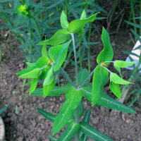 Kreuzblättrige Wolfsmilch (Euphorbia lathyris) Bio...