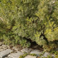 Eberraute (Artemisia abrotanum) Samen
