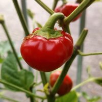 Milder Chili Paradiso (Capsicum frutescens) Bio Saatgut